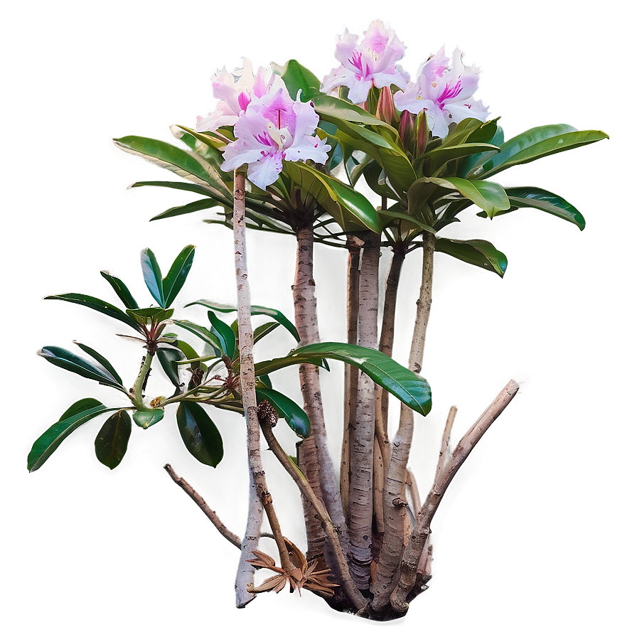 Rhododendron Trail Png 40