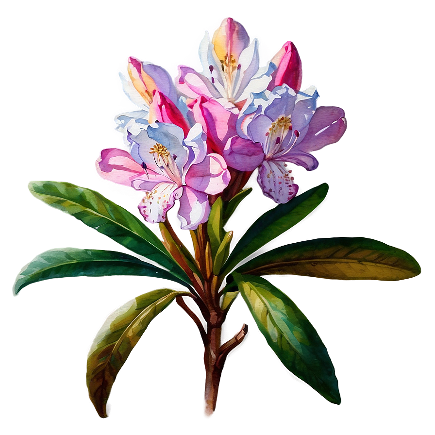 Rhododendron Watercolor Png Mav76