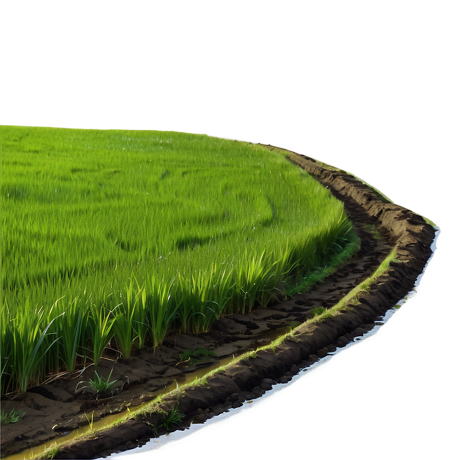 Rice Field Png Skr