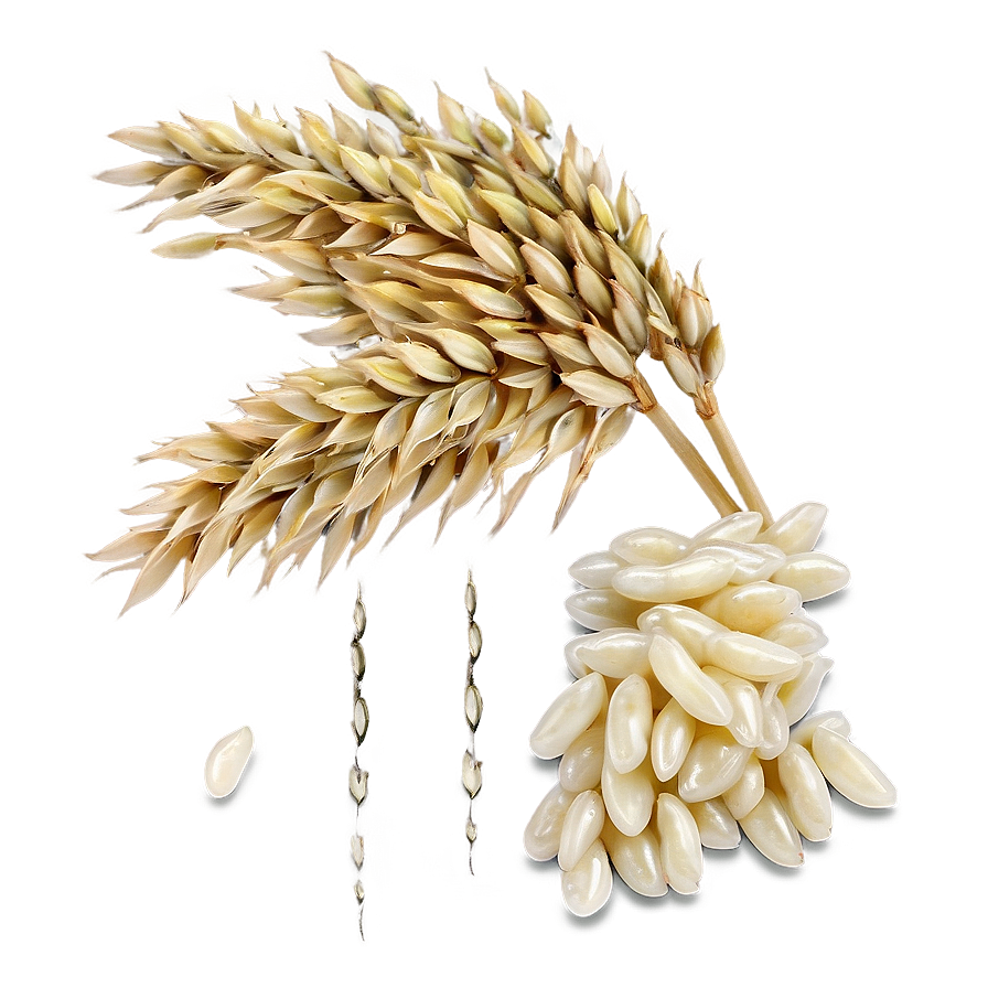 Rice Kernel Png Wwk30