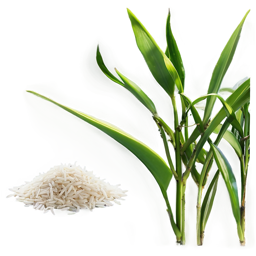 Rice Plant Png Ogu