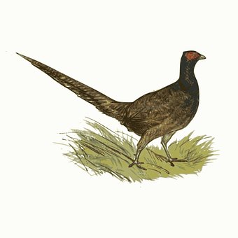 Ringnecked Pheasant Illustration