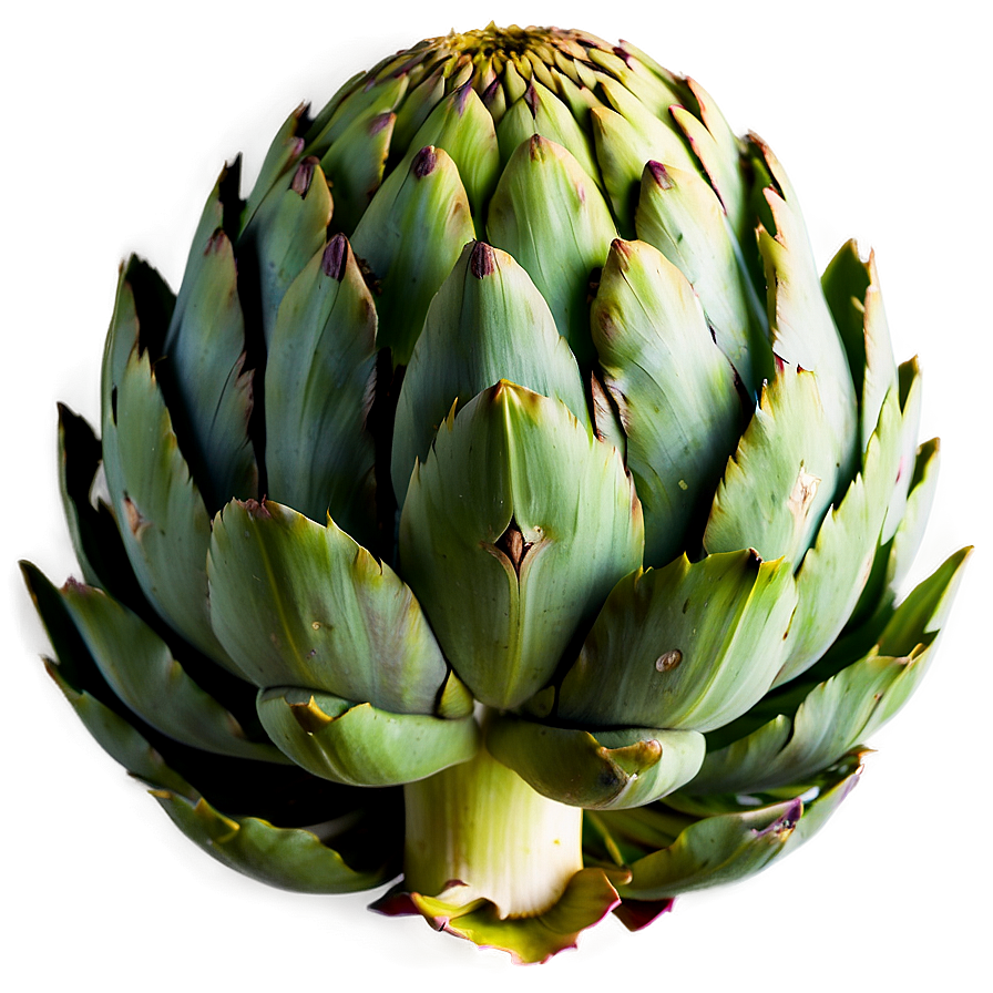 Ripe Artichoke Png 06252024