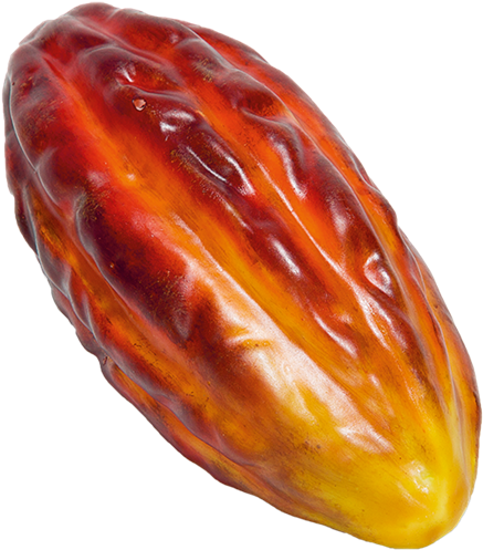 Ripe Cacao Pod Isolated