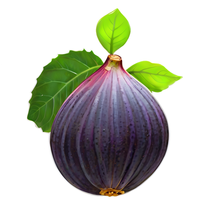 Ripe Fig Illustration Png 58