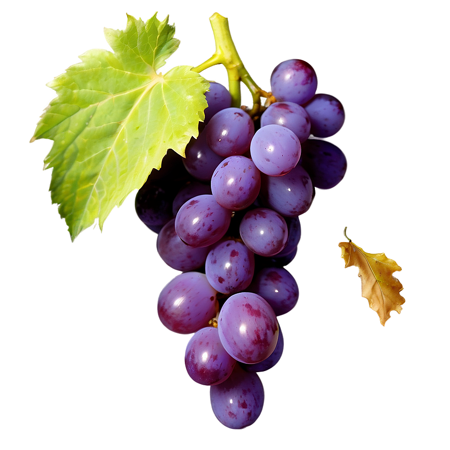 Ripe Grape Clipart Png 41