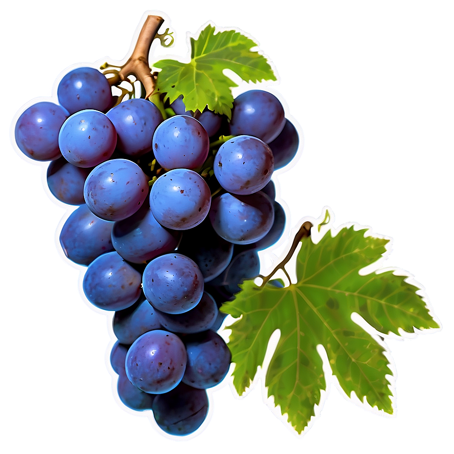 Ripe Grape Clipart Png 42