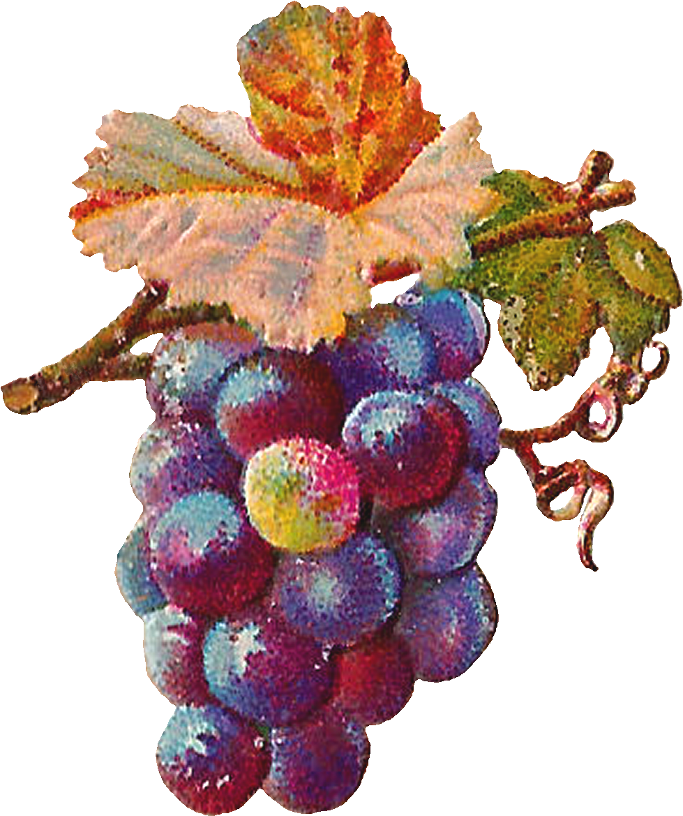 Ripe Grapes Cluster.png