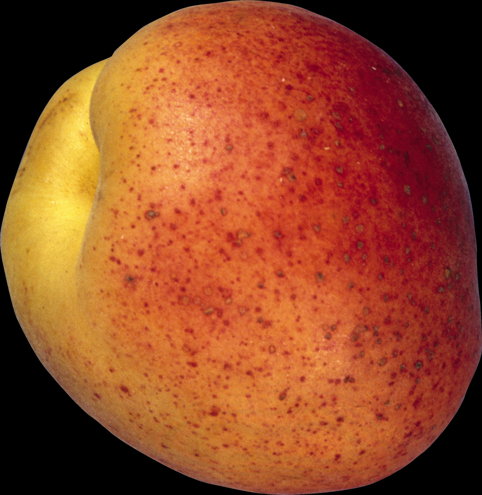 Ripe Peach Closeup