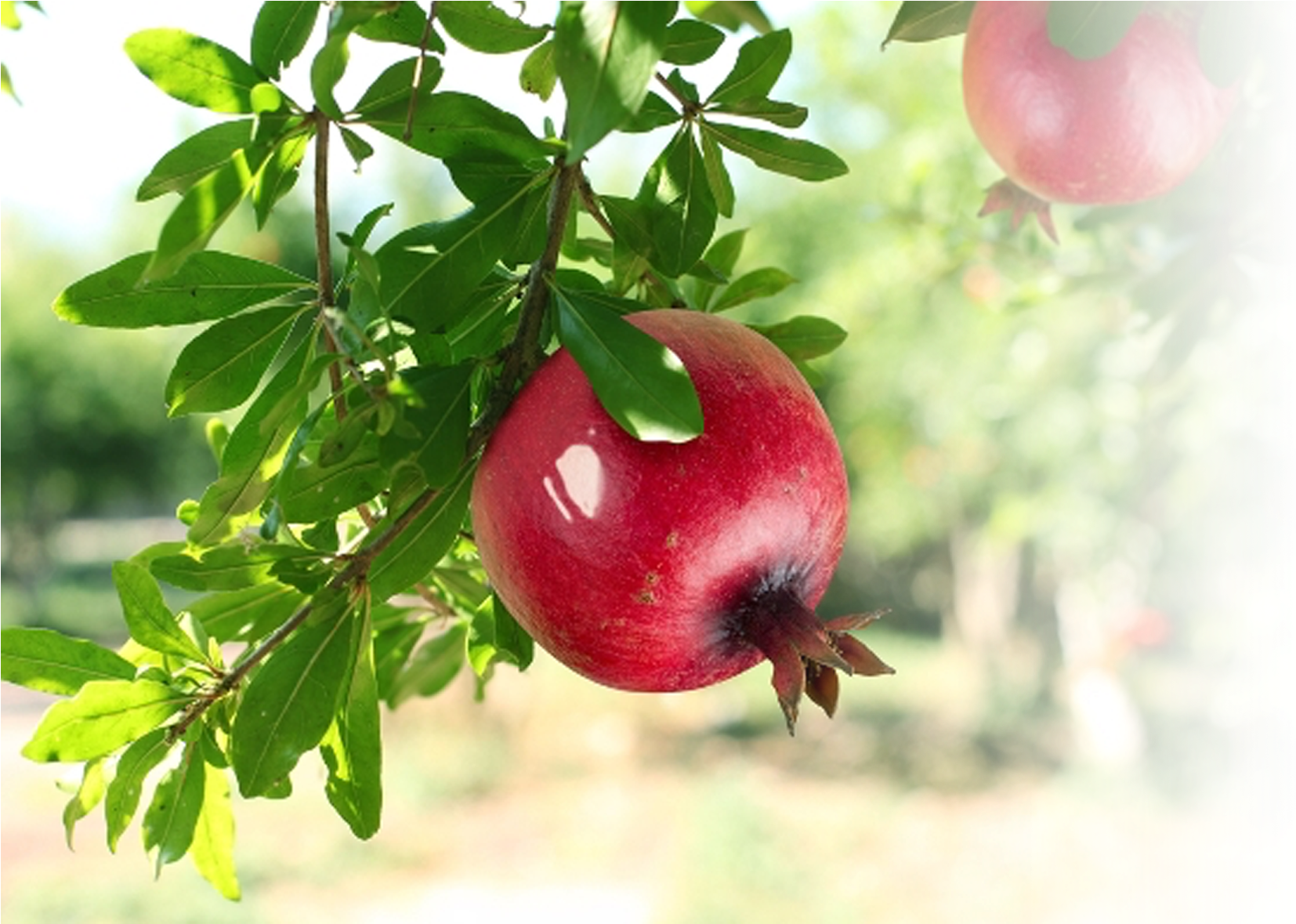 Ripe Pomegranateon Tree.jpg