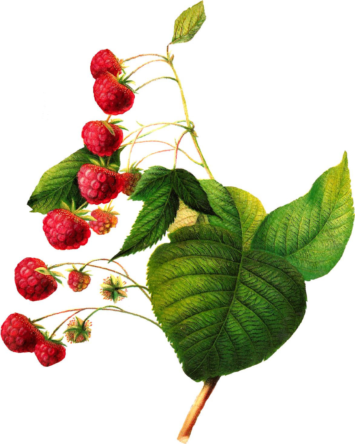 Ripe Raspberrieson Branch.png