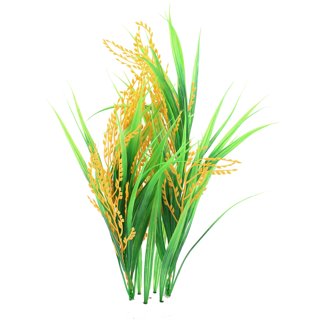 Ripe Rice Plant Illustration