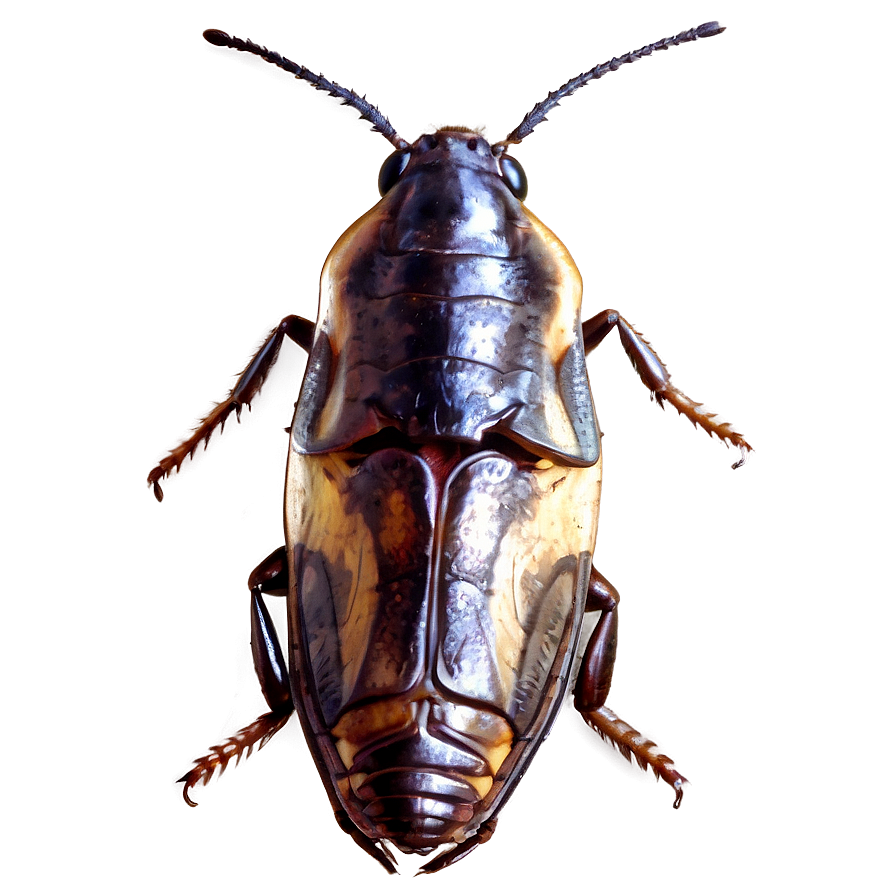 Roach Vector Png 3