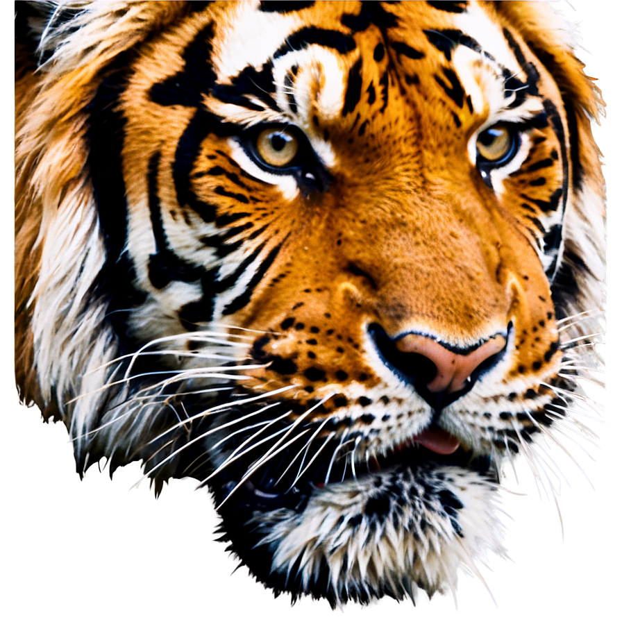 Roaring Tiger Face Vector Png Yix