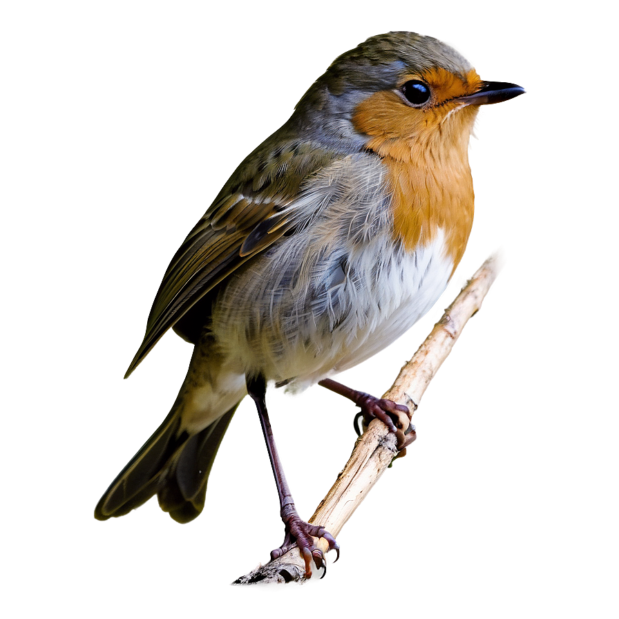 Robin Bird Spring Png 56