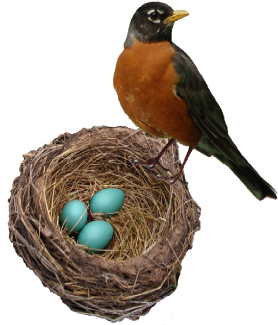 Robin Birdand Nestwith Blue Eggs