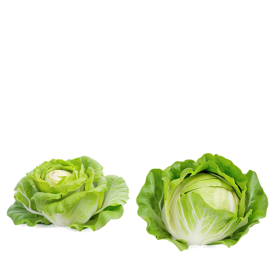 Robust Lettuce Png 17