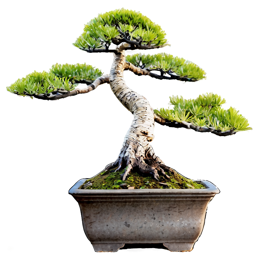 Rock Bonsai Png 06252024