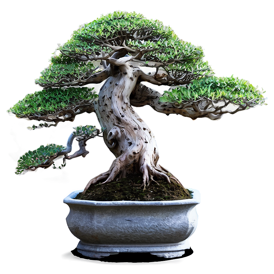 Rock Bonsai Png Boq