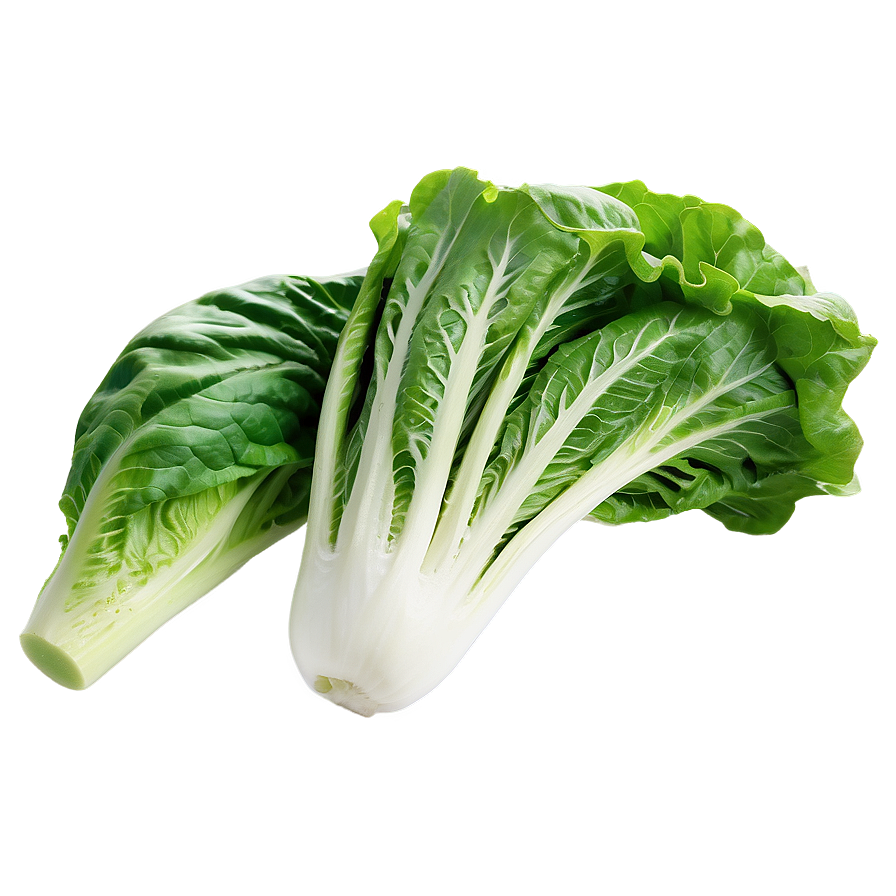 Romaine Lettuce Png 48