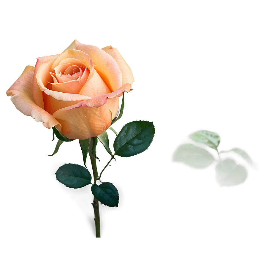 Romantic Orange Rose Png 06122024