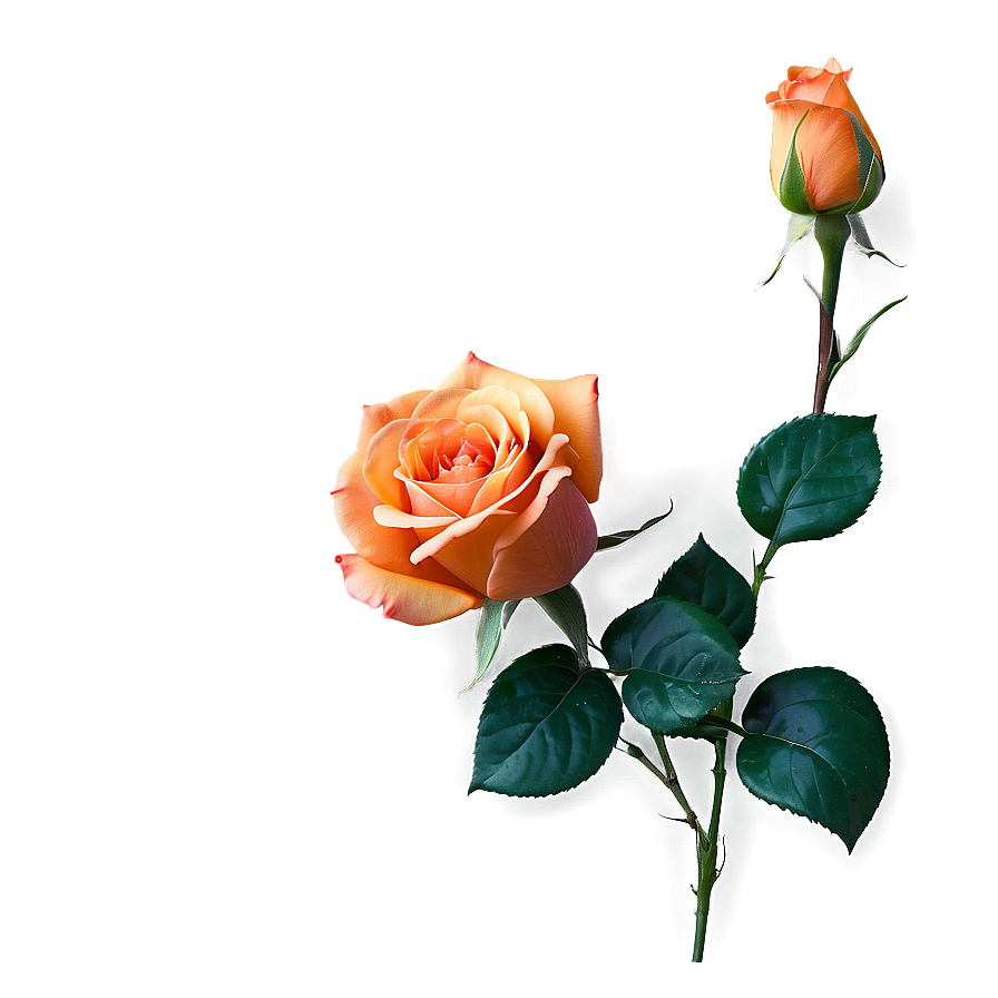 Romantic Orange Rose Png 72