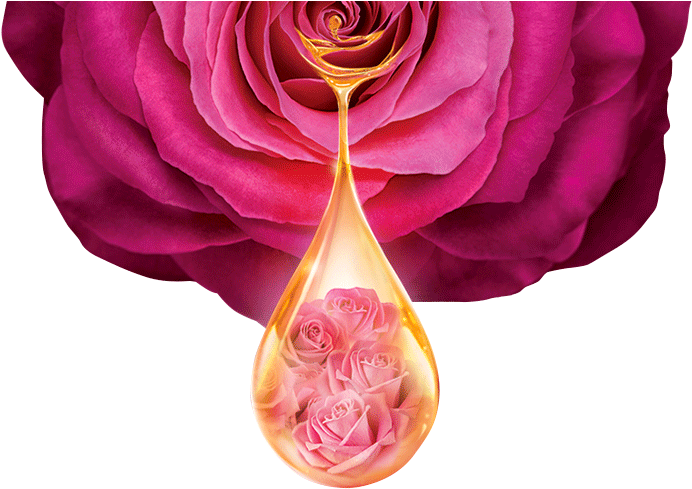 Rose Infused Oil Drop