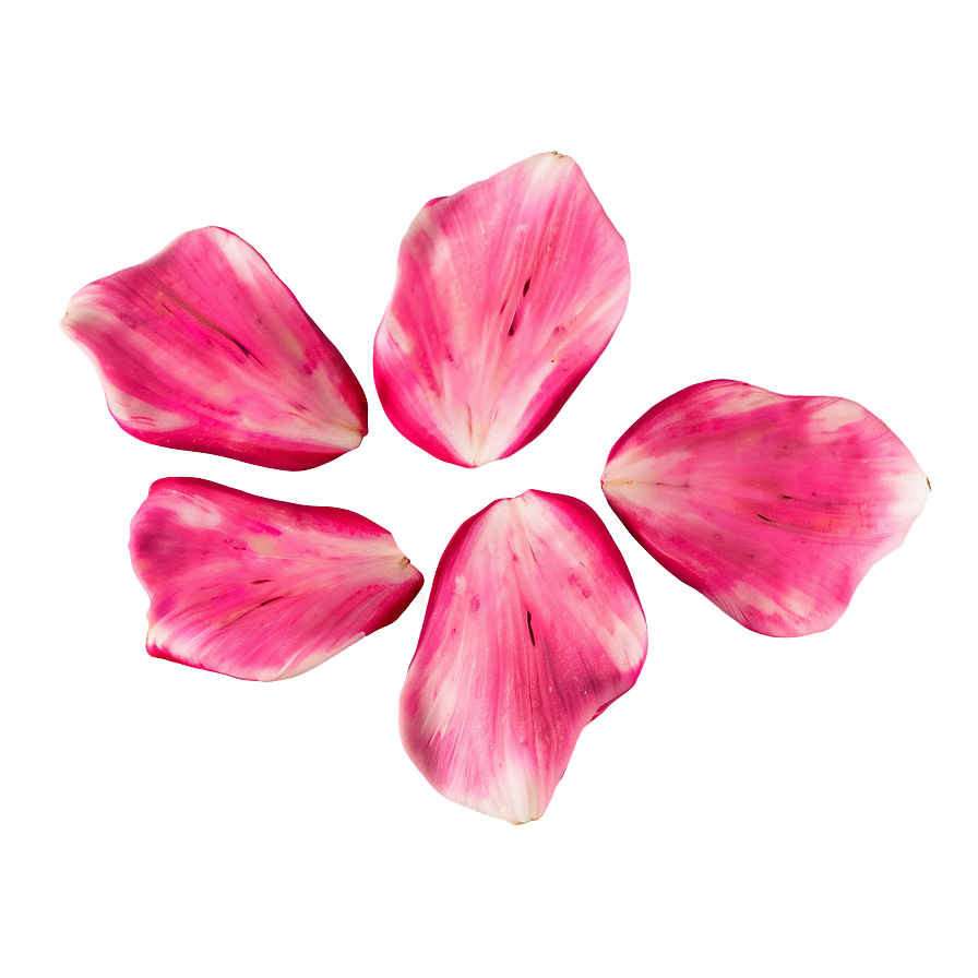 Rose Petals Design Png 05252024