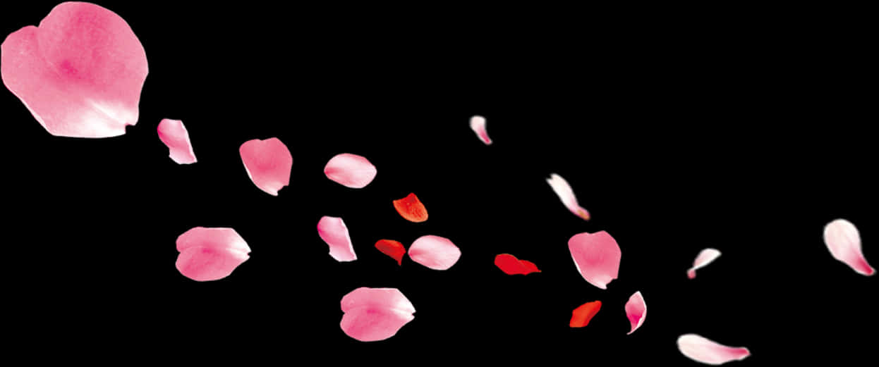 Rose Petals Fallingon Black Background