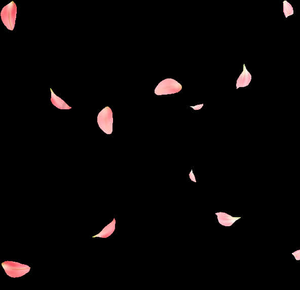 Rose Petals Fallingon Black Background