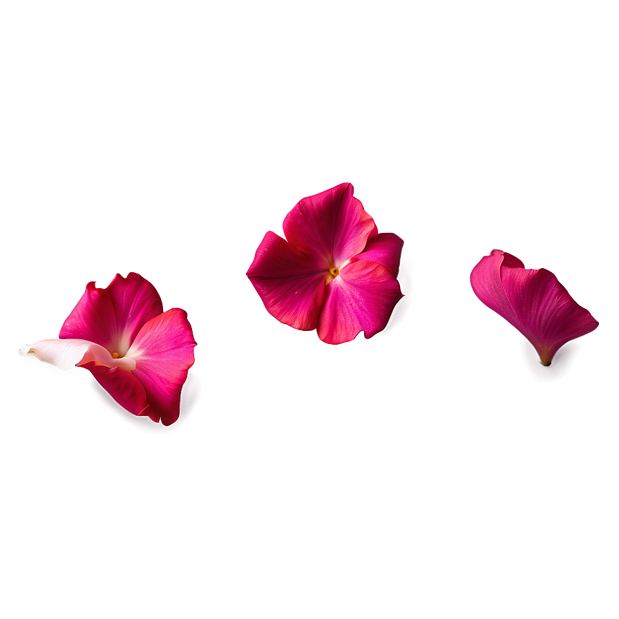 Rose Petals Floating Png 05252024