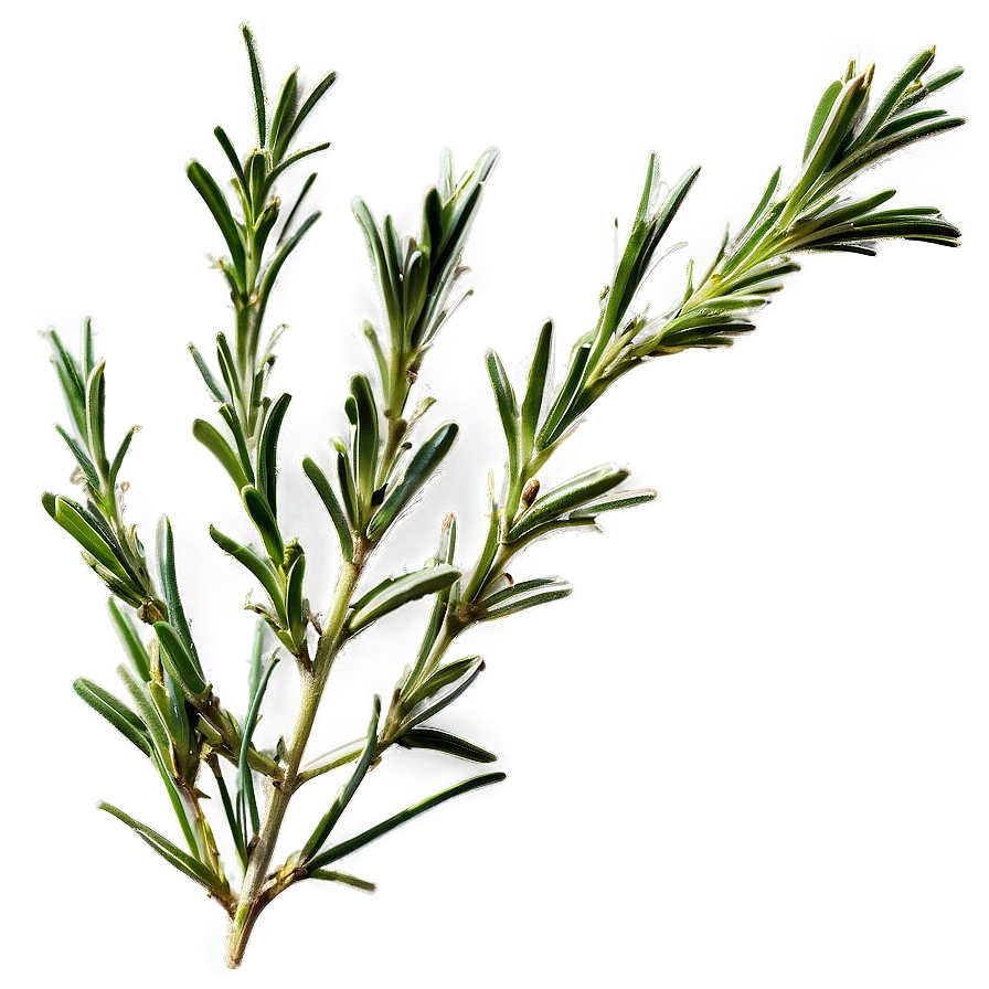 Rosemary Aroma Therapy Png 69