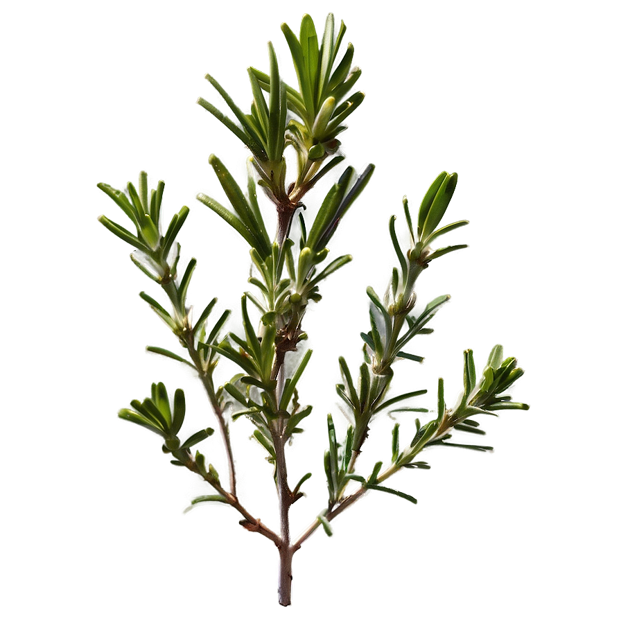 Rosemary Botanical Profile Png 06122024