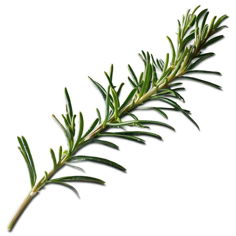 Rosemary Botanical Profile Png 06122024