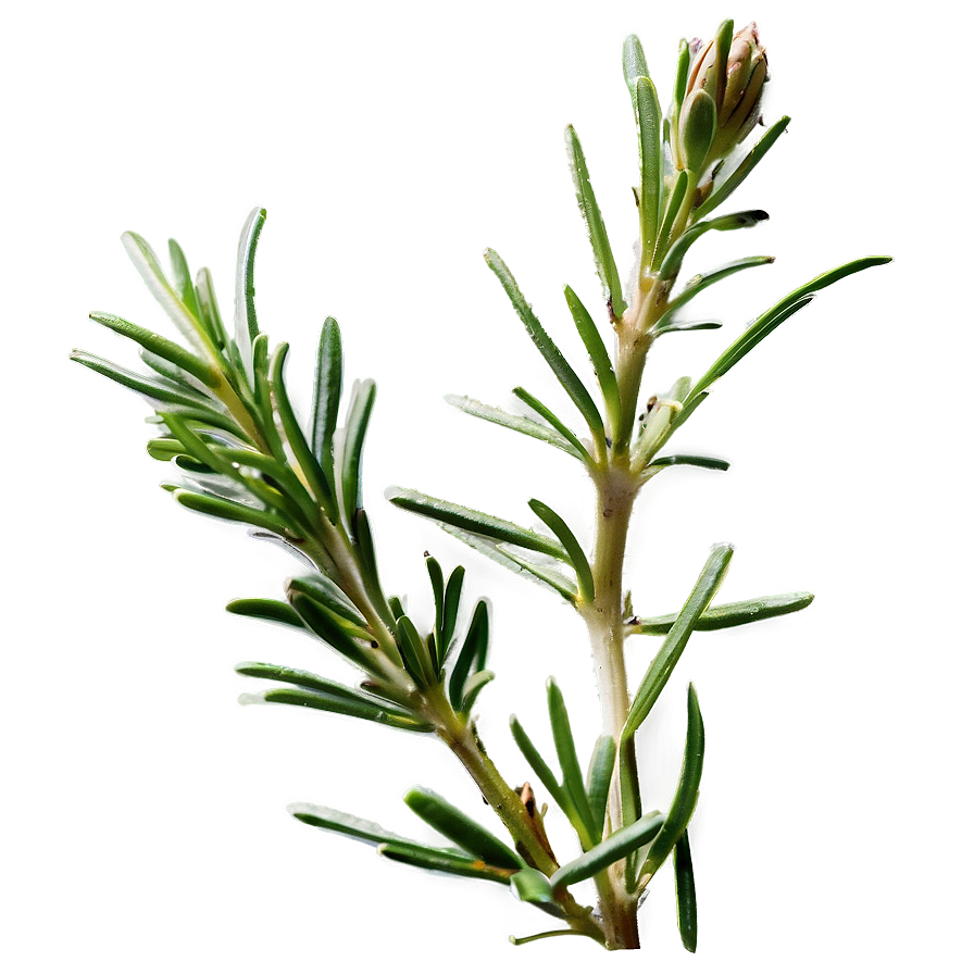 Rosemary Botanical Profile Png Wsf