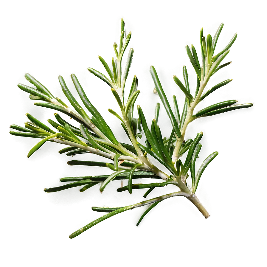 Rosemary Culinary Enhancement Png Djr