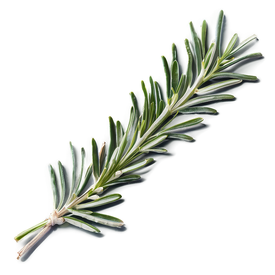 Rosemary Culinary Enhancement Png Gfy