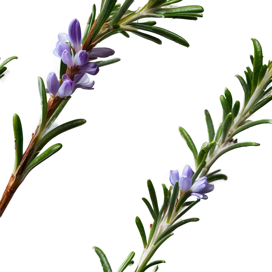 Rosemary Culinary Use Png Crl