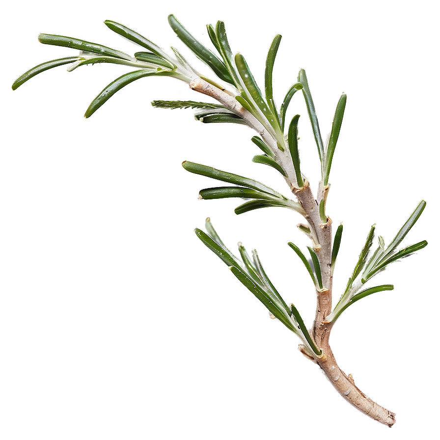 Rosemary Culinary Use Png Vti77