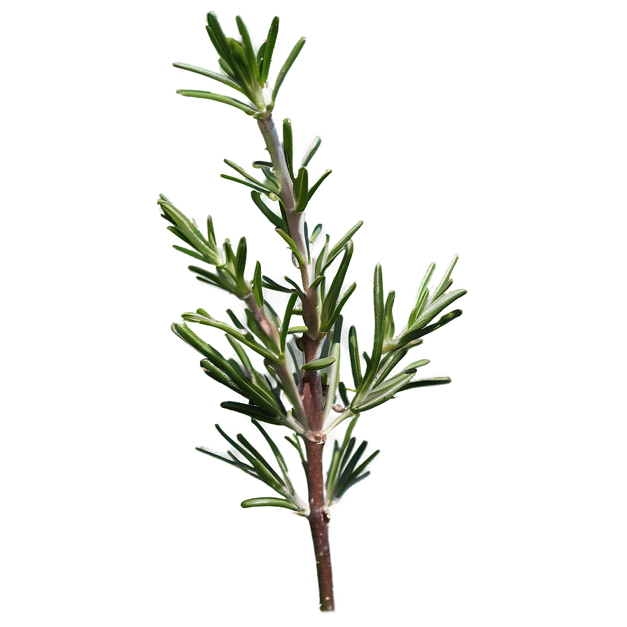 Rosemary Essential Oil Png Mfe77