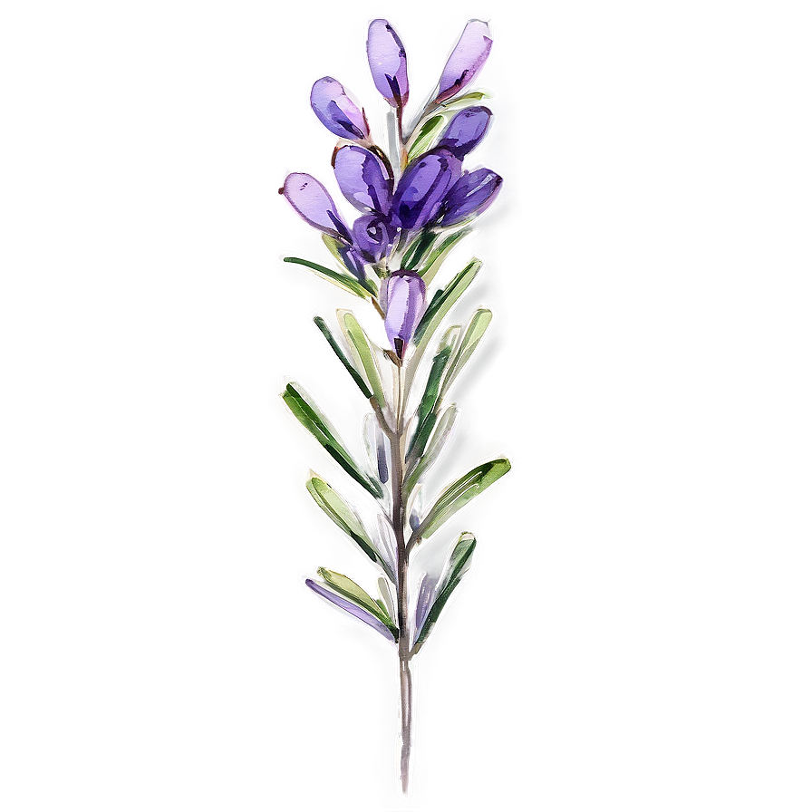 Rosemary Floral Watercolor Png Oli