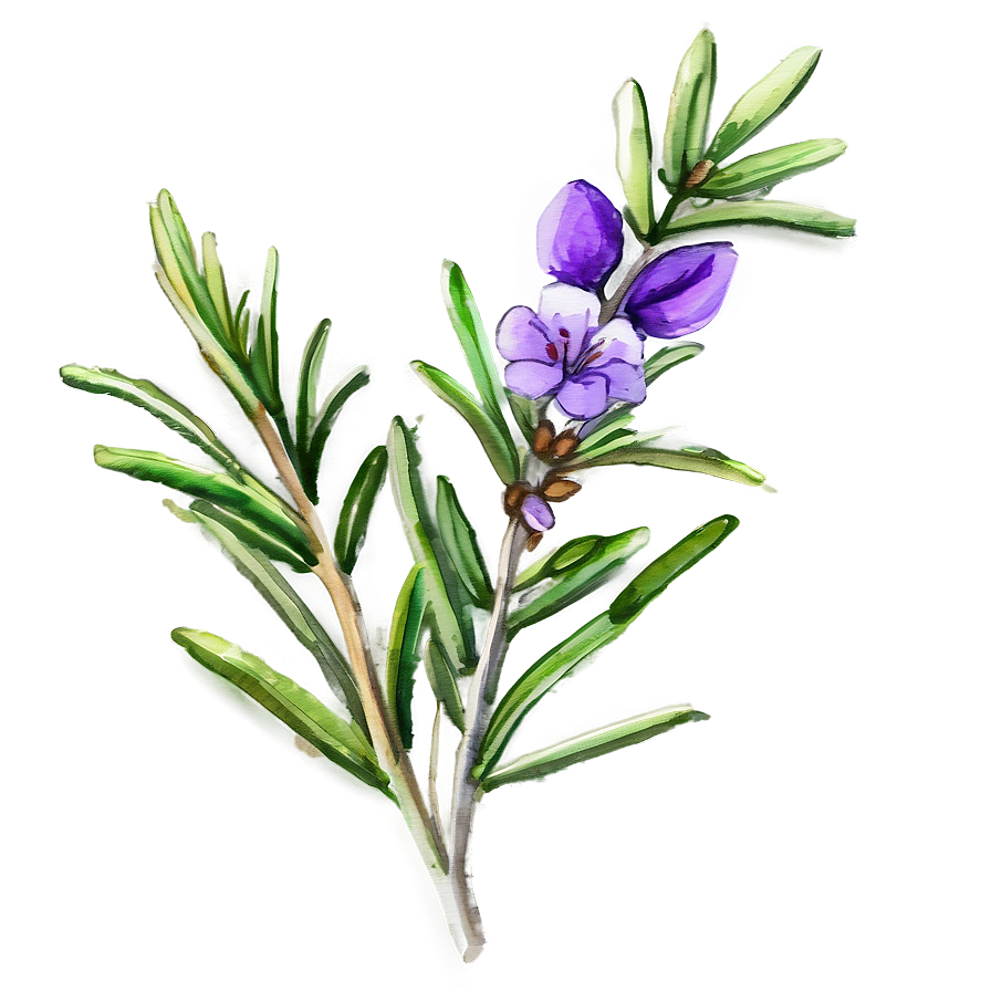 Rosemary Floral Watercolor Png Vvn58