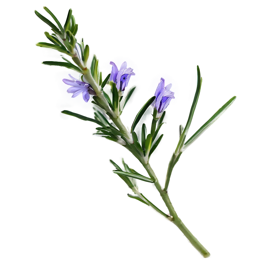 Rosemary Herb Png 06122024