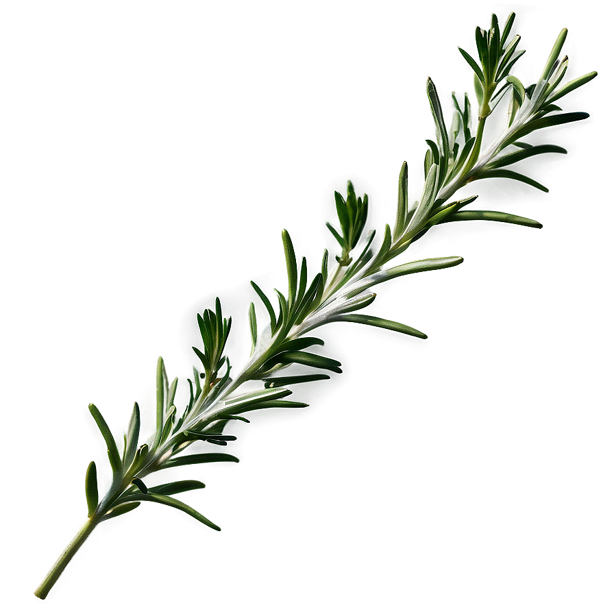 Rosemary Herb Png 06122024