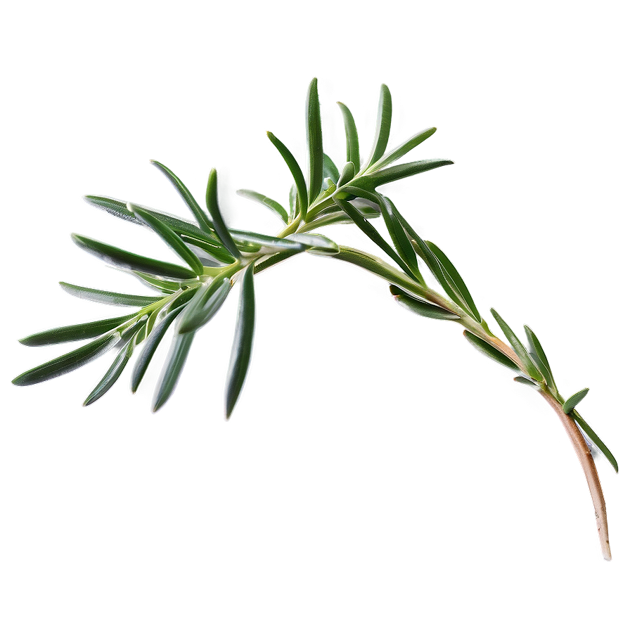 Rosemary Herb Png 79