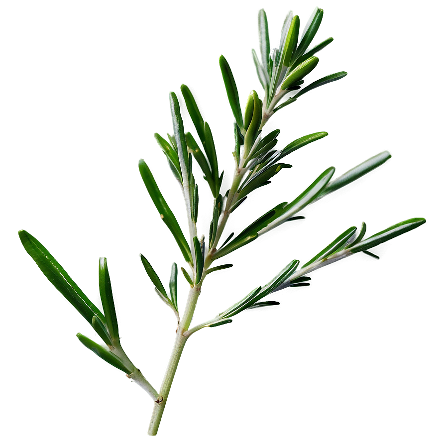 Rosemary Herb Png Vyb