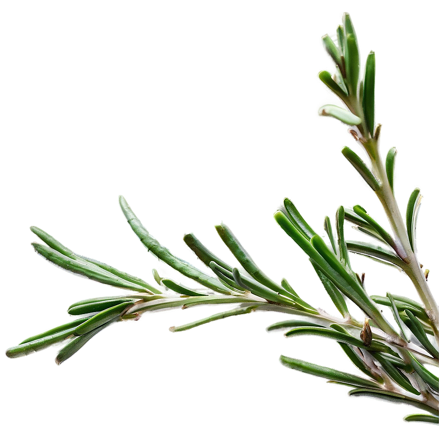 Rosemary Homeopathy Ingredient Png 06122024