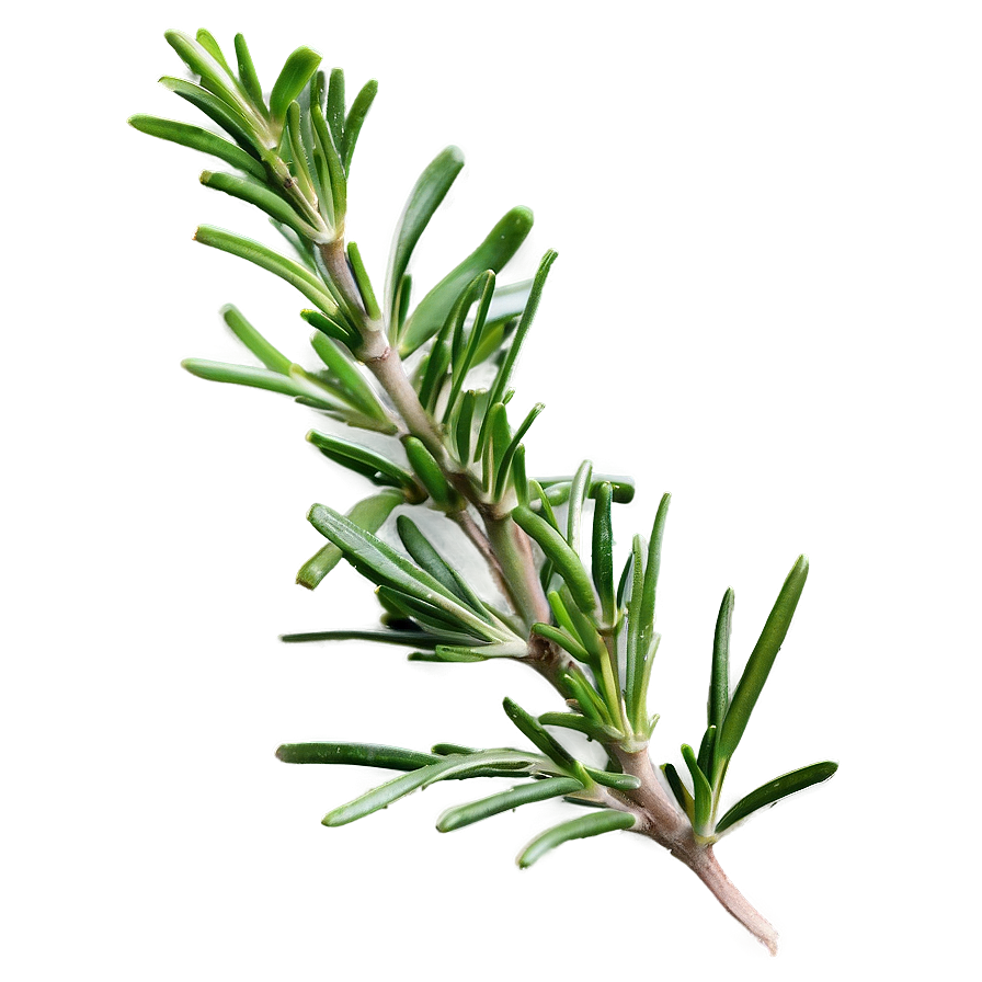 Rosemary Homeopathy Ingredient Png Ahv