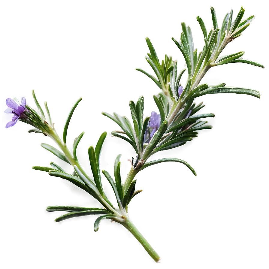 Rosemary Homeopathy Ingredient Png Kyj