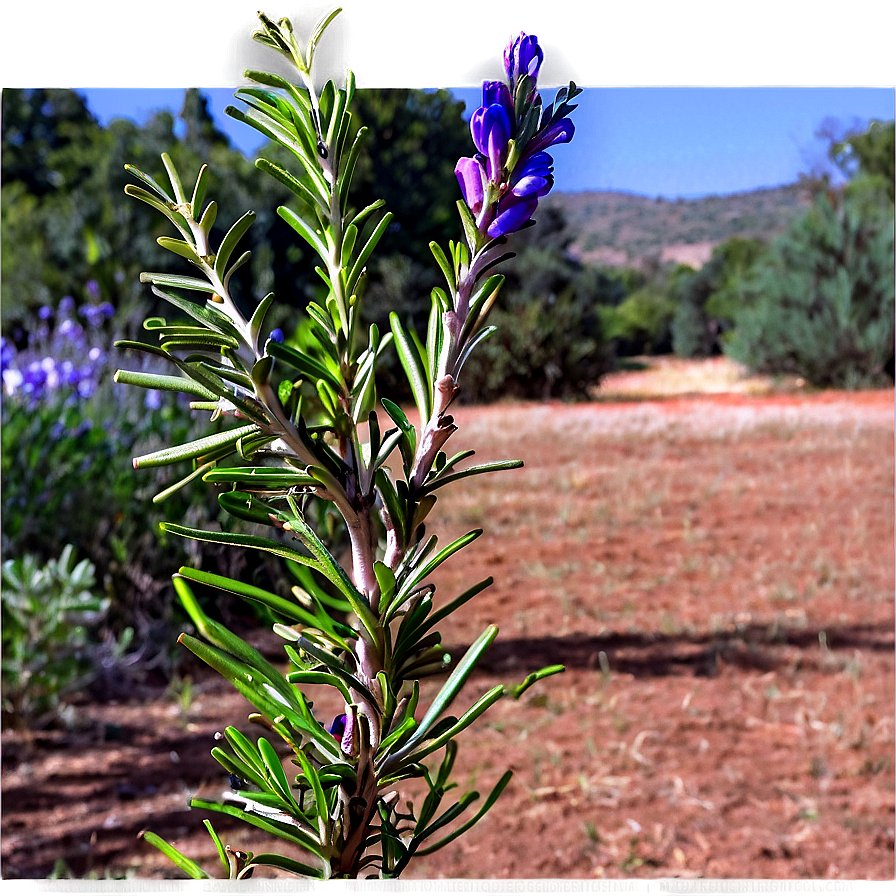 Rosemary In Landscape Png 06122024